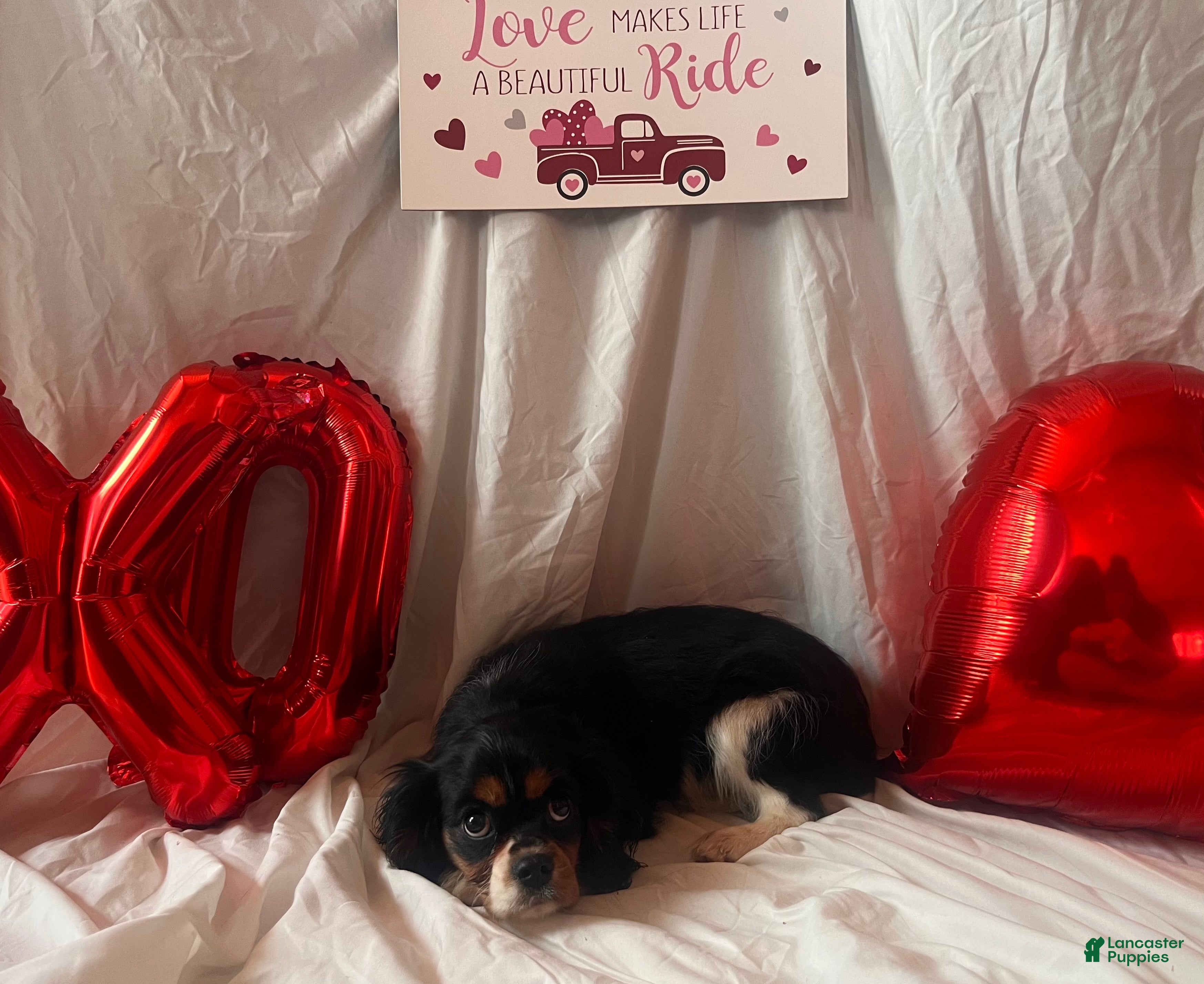 Cavalier King Charles Spaniel dogs Bailey - Ad 31