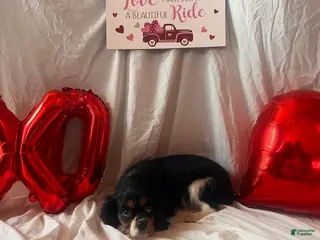 Cavalier King Charles Spaniel dogs Bailey - Ad 31
