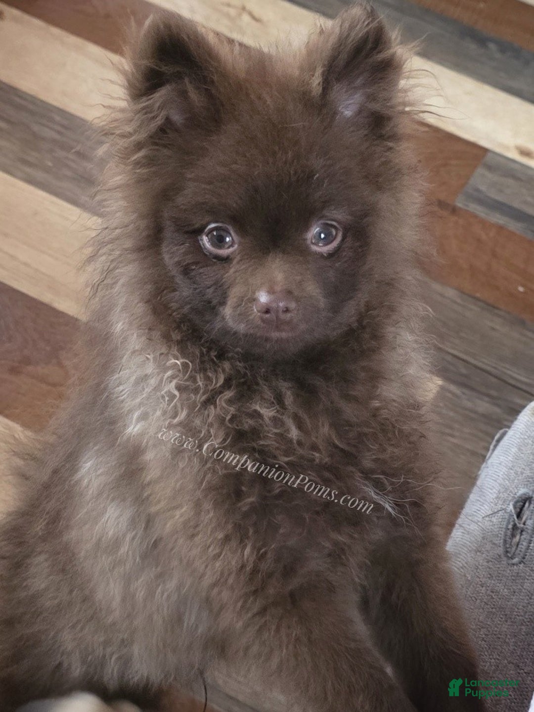 Pomeranian dogs for sale: Chocolate Chip - in his puppy uglies stage  - Ad 5