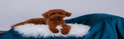 Toy Poodle dogs for sale: Pascal - Ad 3