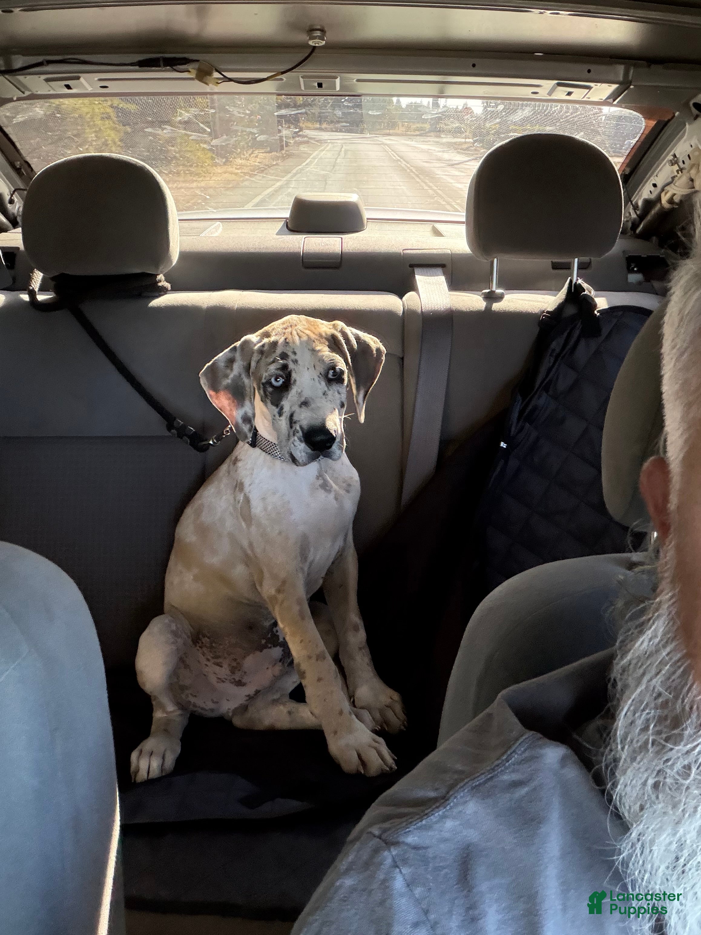 Mixed Breed dogs Spike Harleyquin Male  - Ad 35