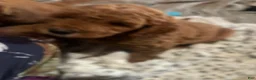Goldendoodle dogs for sale: Red - Ad 5