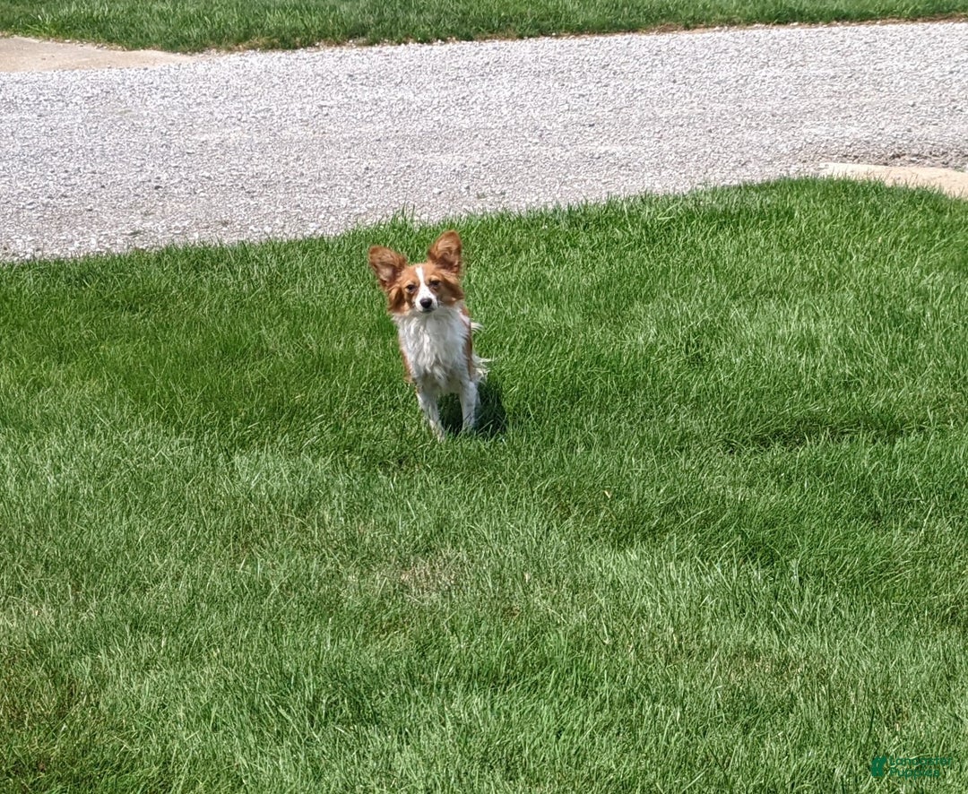 Papillon dogs for sale: Chief  - Ad 4