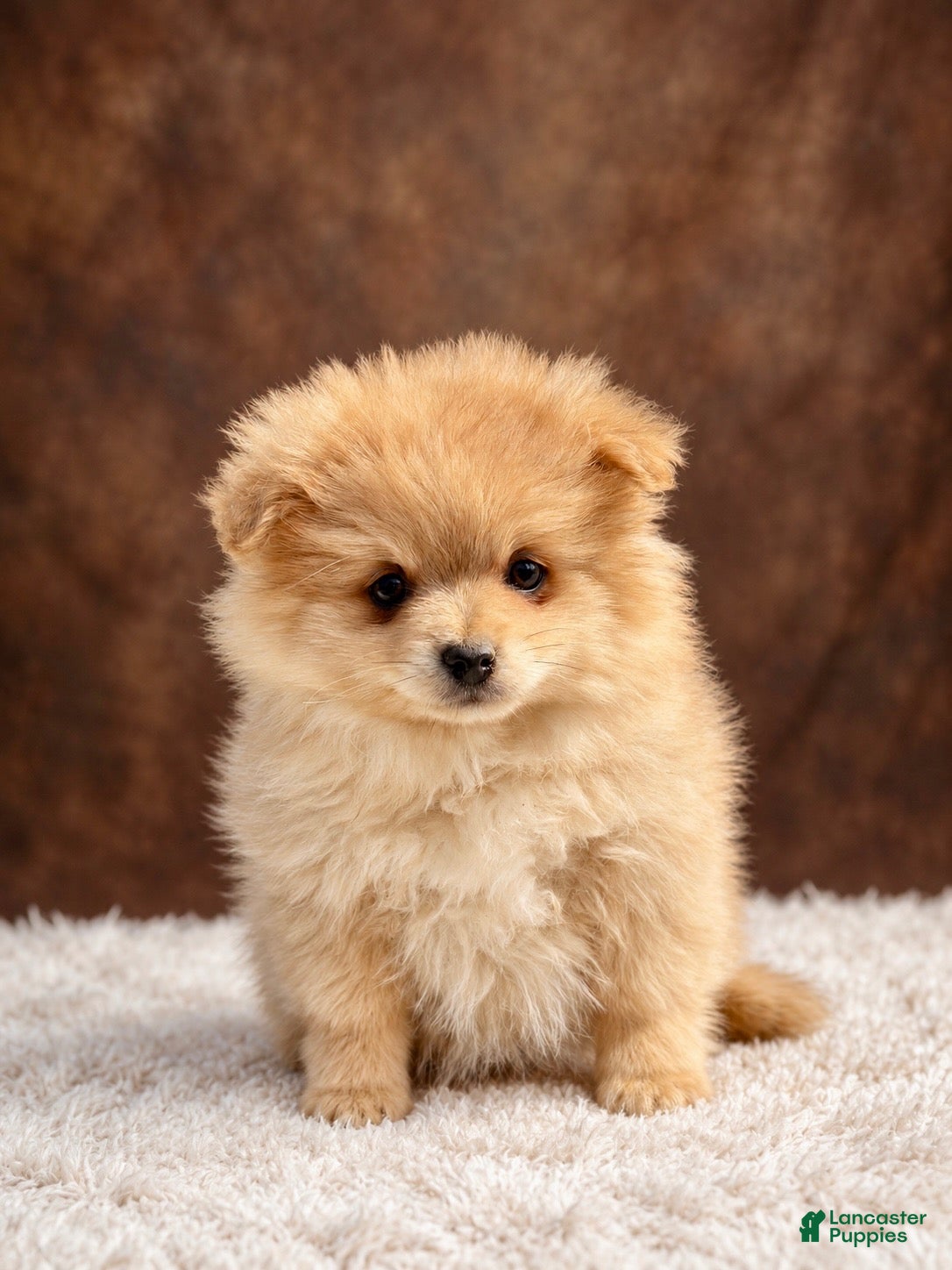 Pomeranian dogs Pomeranian 3 - Ad 1