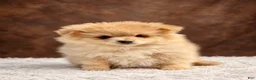 Pomeranian dogs for sale: Pomeranian 3 - Ad 1
