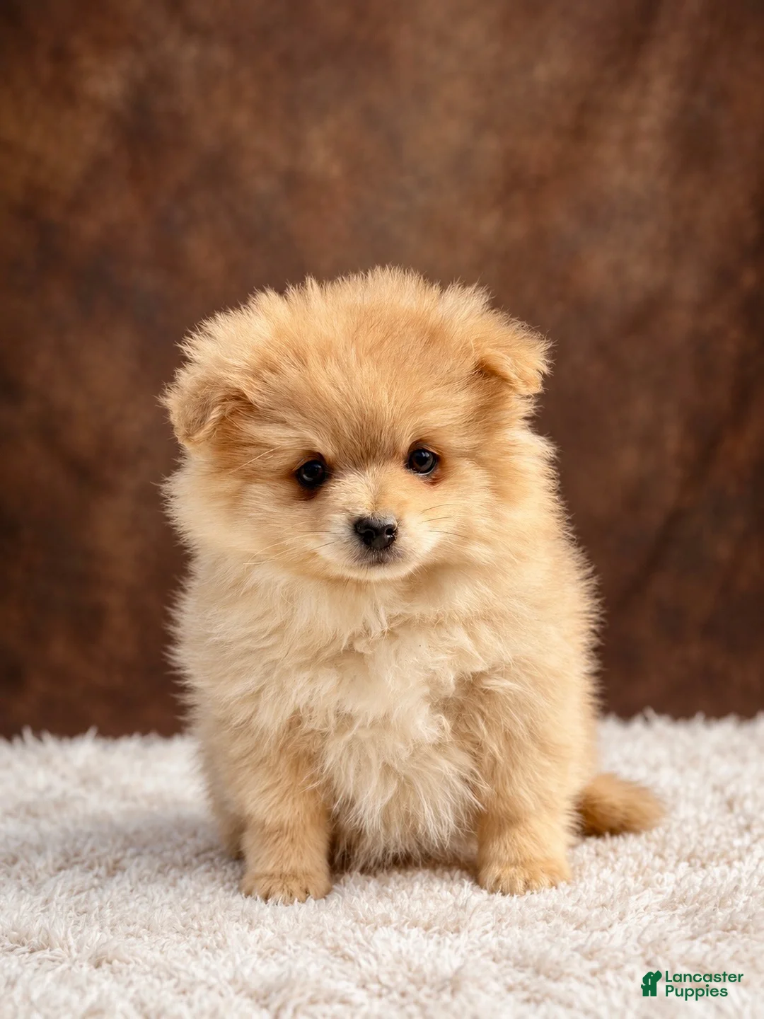 Pomeranian dogs for sale: Pomeranian 3 - Ad 1