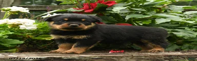 Bingley