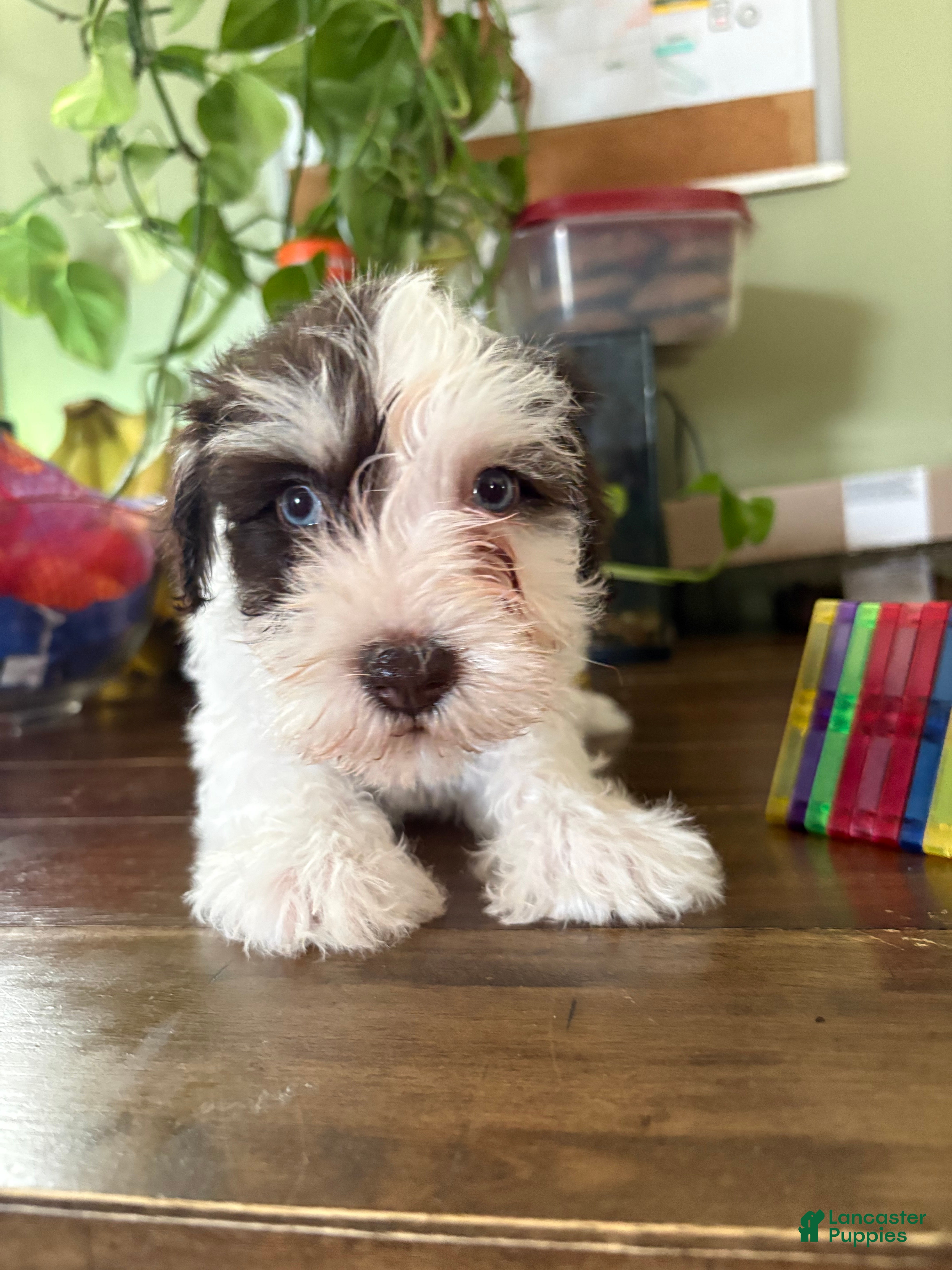 Miniature Schnauzer dogs Miniature Schnauzer 1 - Ad 16