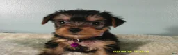 Yorkshire Terrier dogs for sale: Willow-Purple - Ad 3