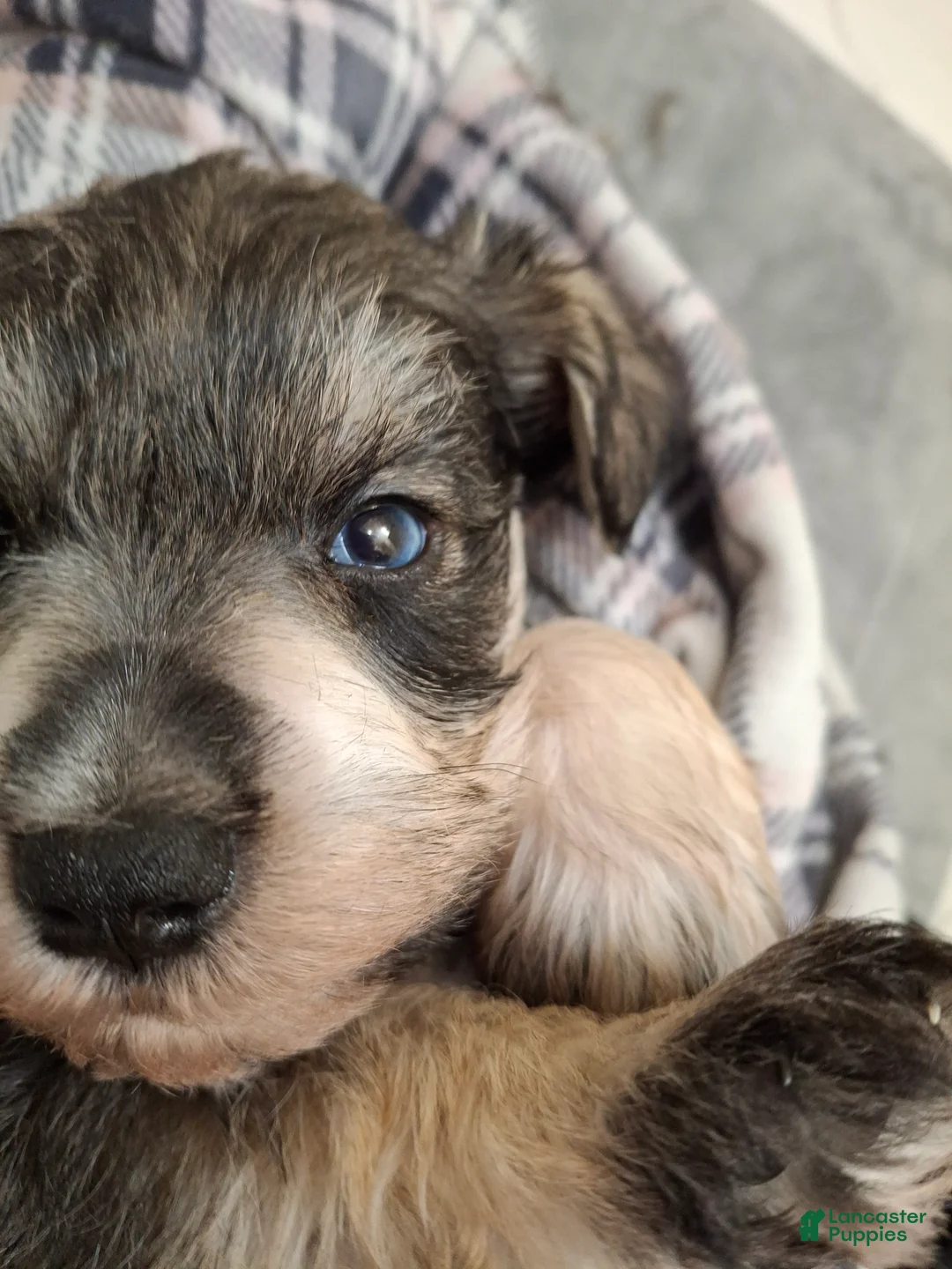 Miniature Schnauzer dogs for sale: Ms. POPCORN - Ad 1