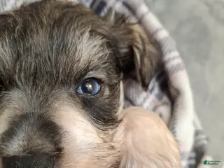 Miniature Schnauzer dogs Ms. POPCORN - Ad 22