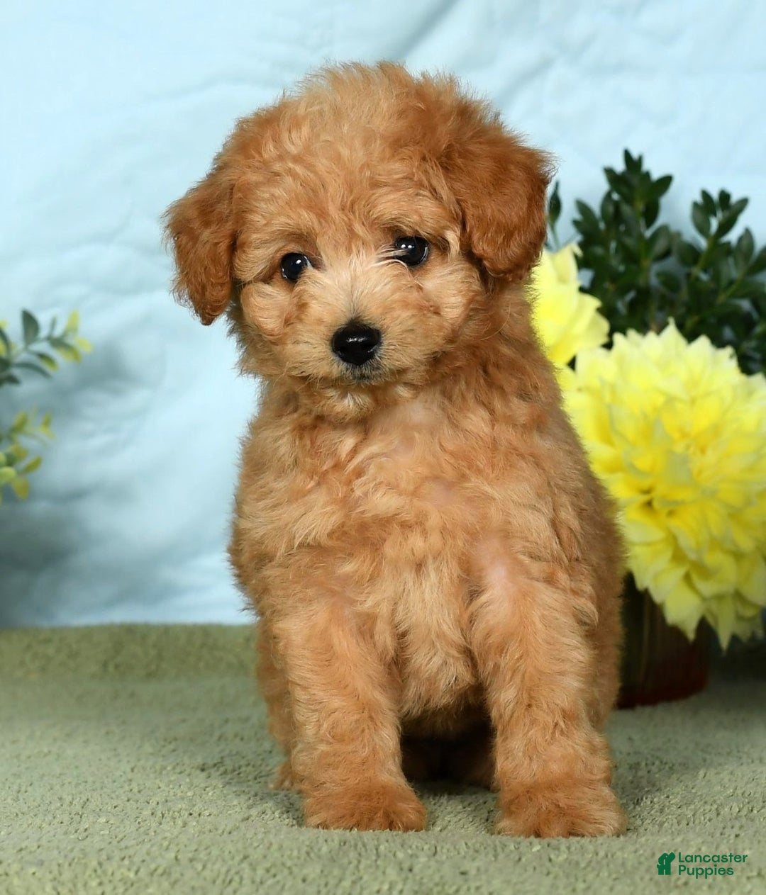 Eskipoo dogs for sale: Lilly - Ad 7