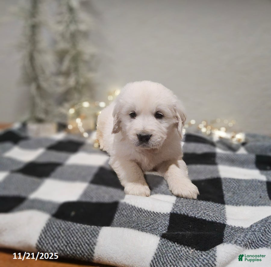 Golden Retriever dogs Enzo - Ad 33