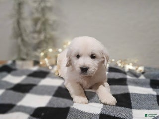 Golden Retriever dogs Enzo - Ad 42