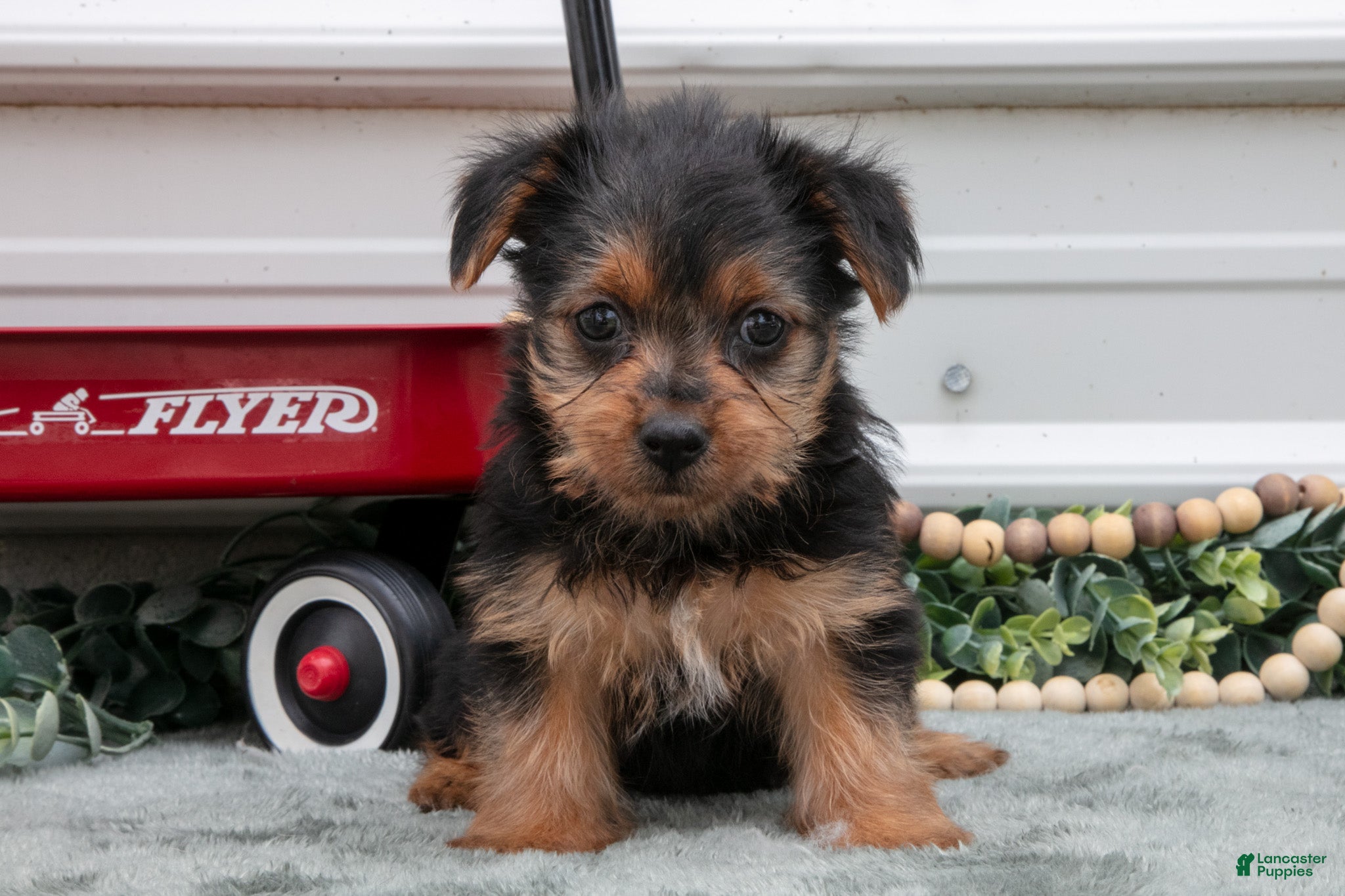 Yorkshire Terrier dogs Jackie - Ad 1