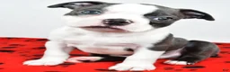 Boston Terrier dogs for sale: Tanner - Ad 3