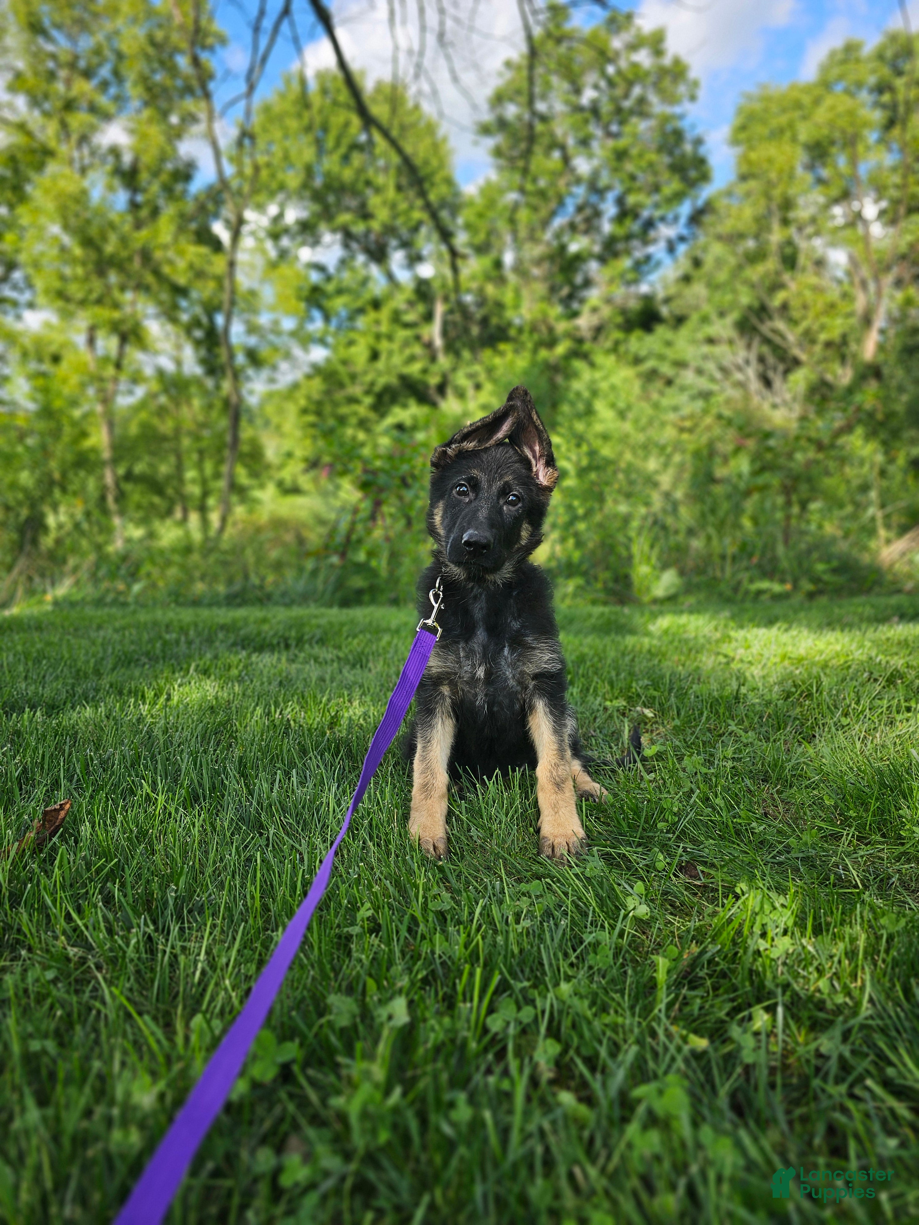 German Shepherd dogs Sally - Ad 1
