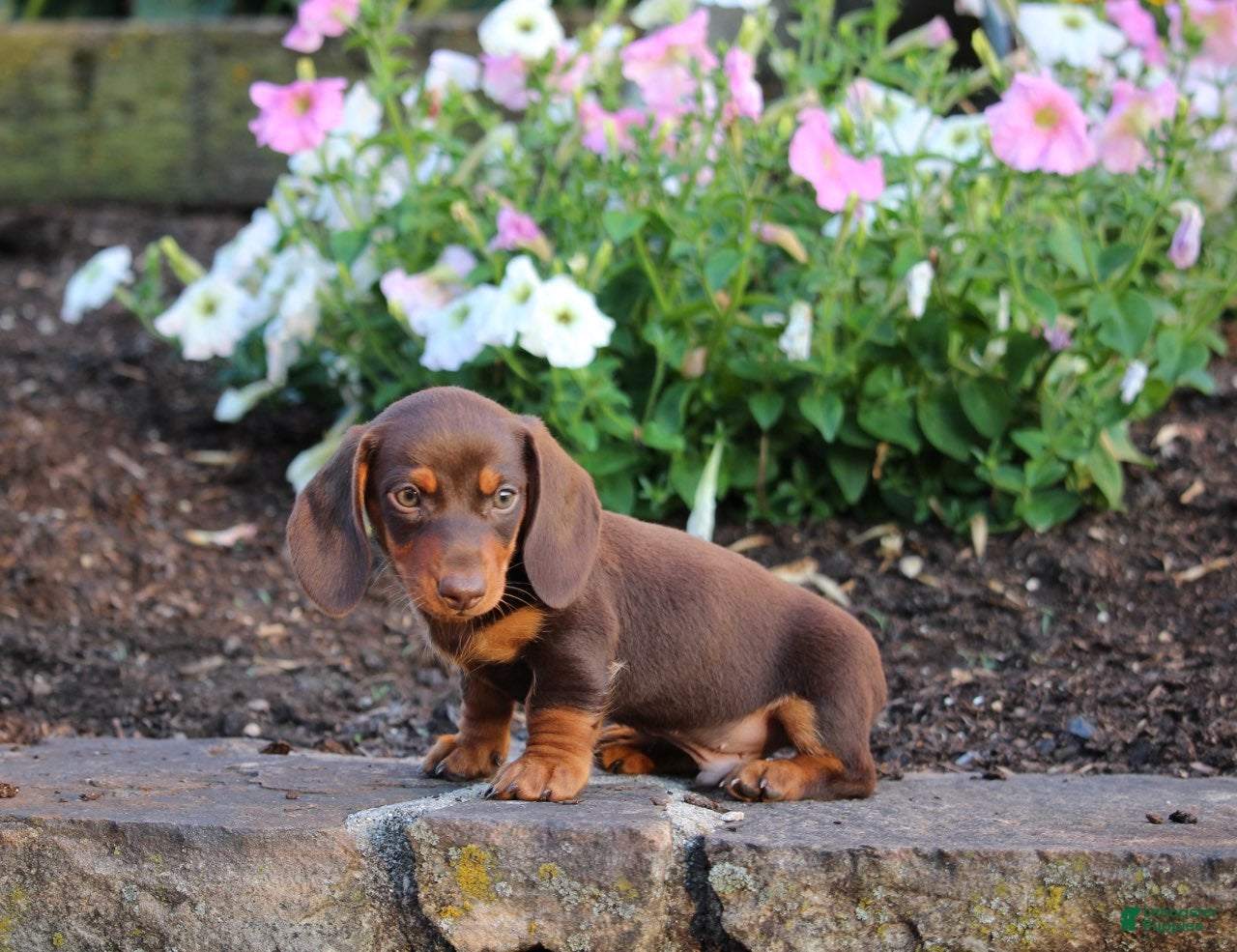 Miniature Dachshund dogs Charlie - Ad 2