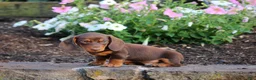 Miniature Dachshund dogs for sale: Charlie - Ad 2