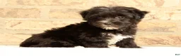 Yochon dogs for sale: Ollie - Ad 3