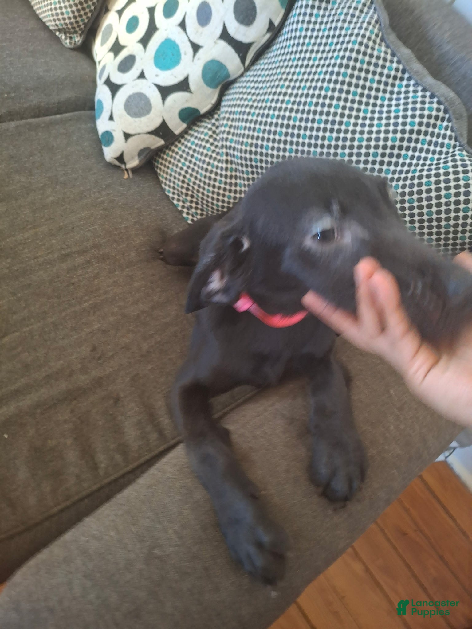 Labrador Retriever dogs for sale: Labrador Retriever Puppy 7 - Ad 3