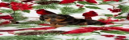 Miniature Dachshund dogs for sale: Chuck - Ad 5