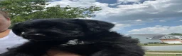Yorkiepoo dogs for sale: Pepper - Ad 2