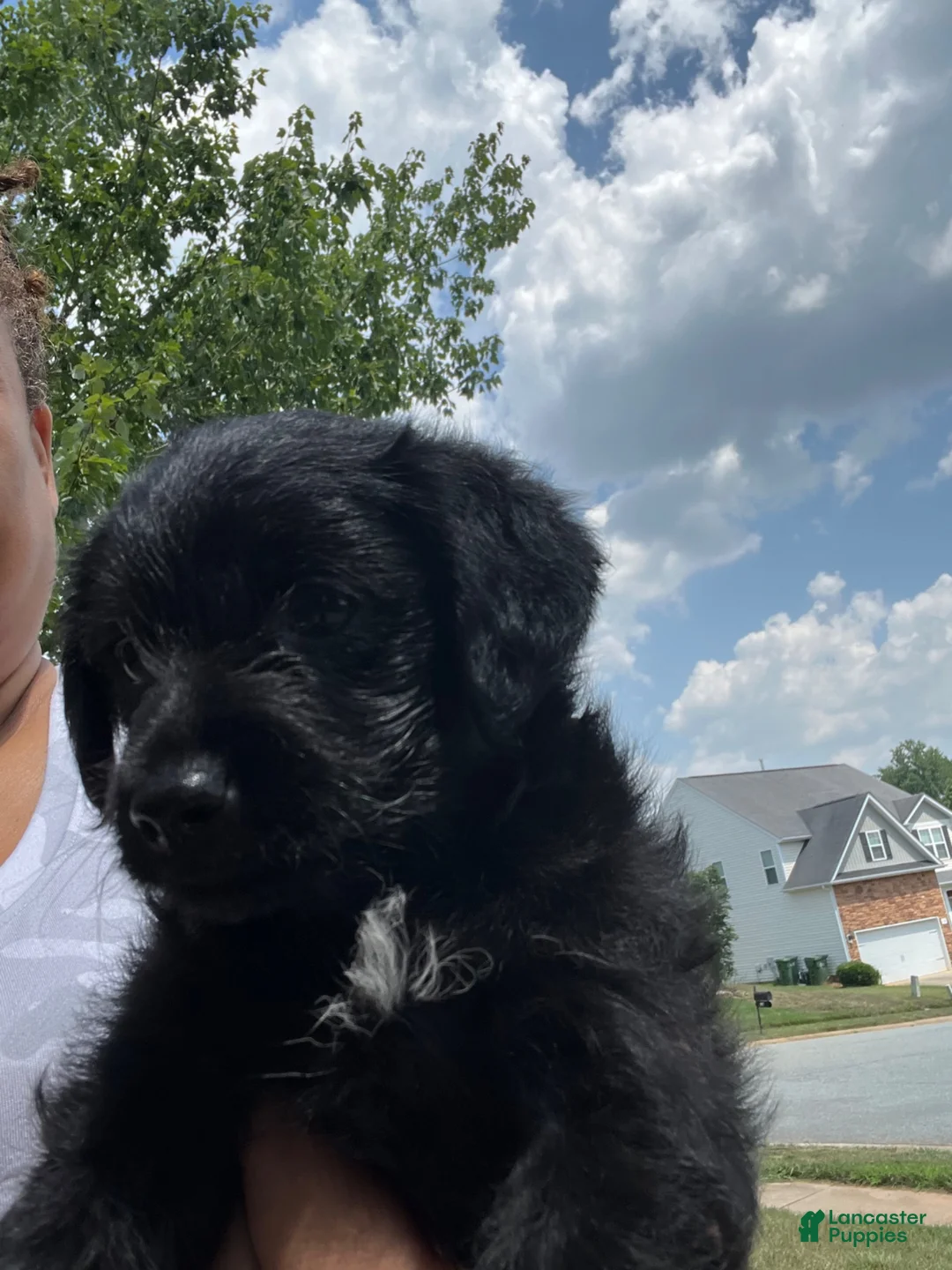 Yorkiepoo dogs for sale: Pepper - Ad 2
