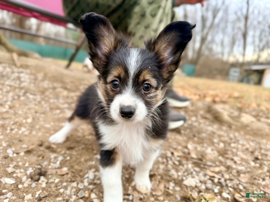 Mixed Breed dogs for sale: Bandit  - Ad 4