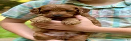 Mini Goldendoodle dogs for sale: Goofy - F1b mini boy - Ad 2