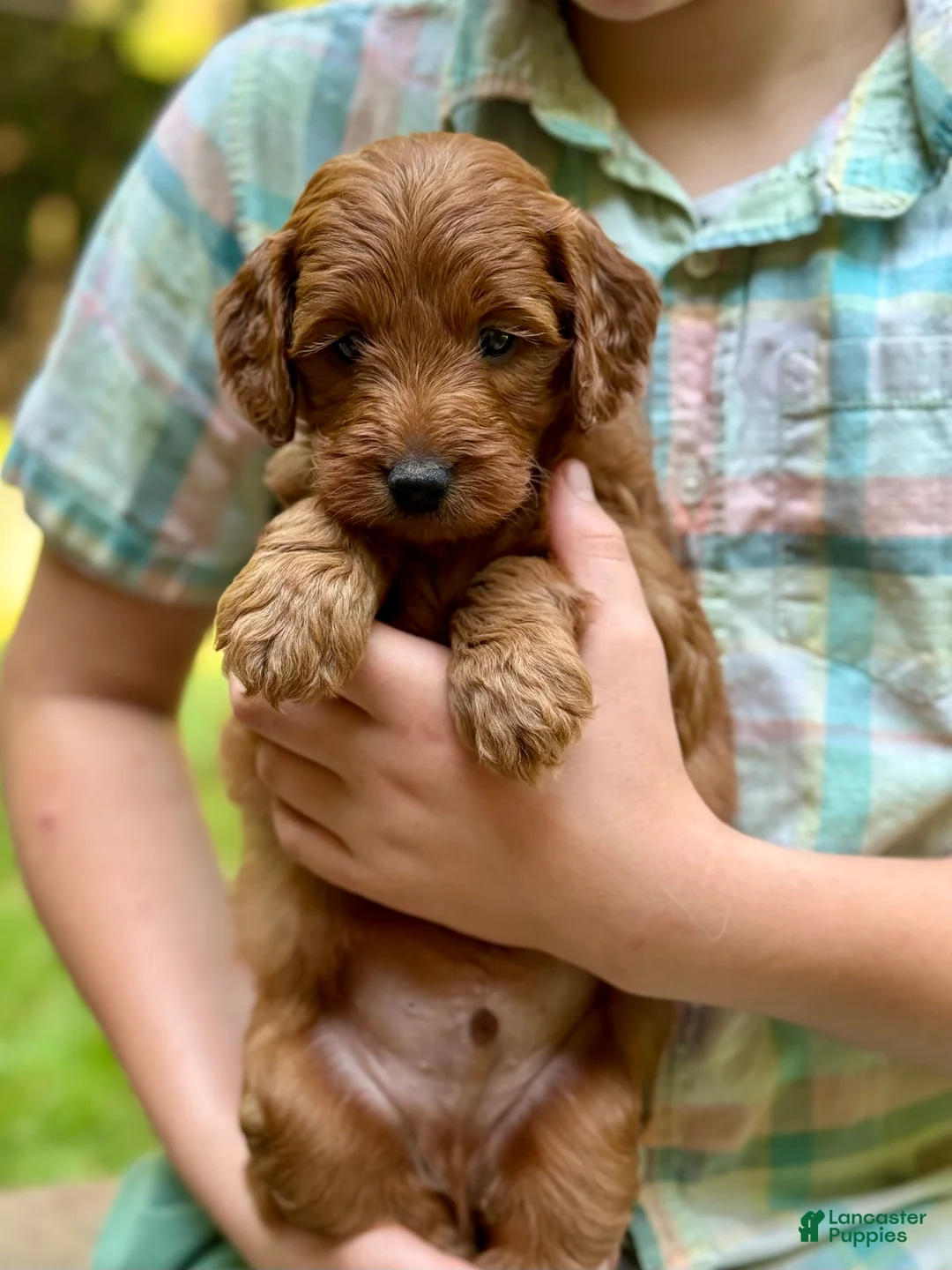 Mini Goldendoodle dogs for sale: Goofy - F1b mini boy - Ad 2