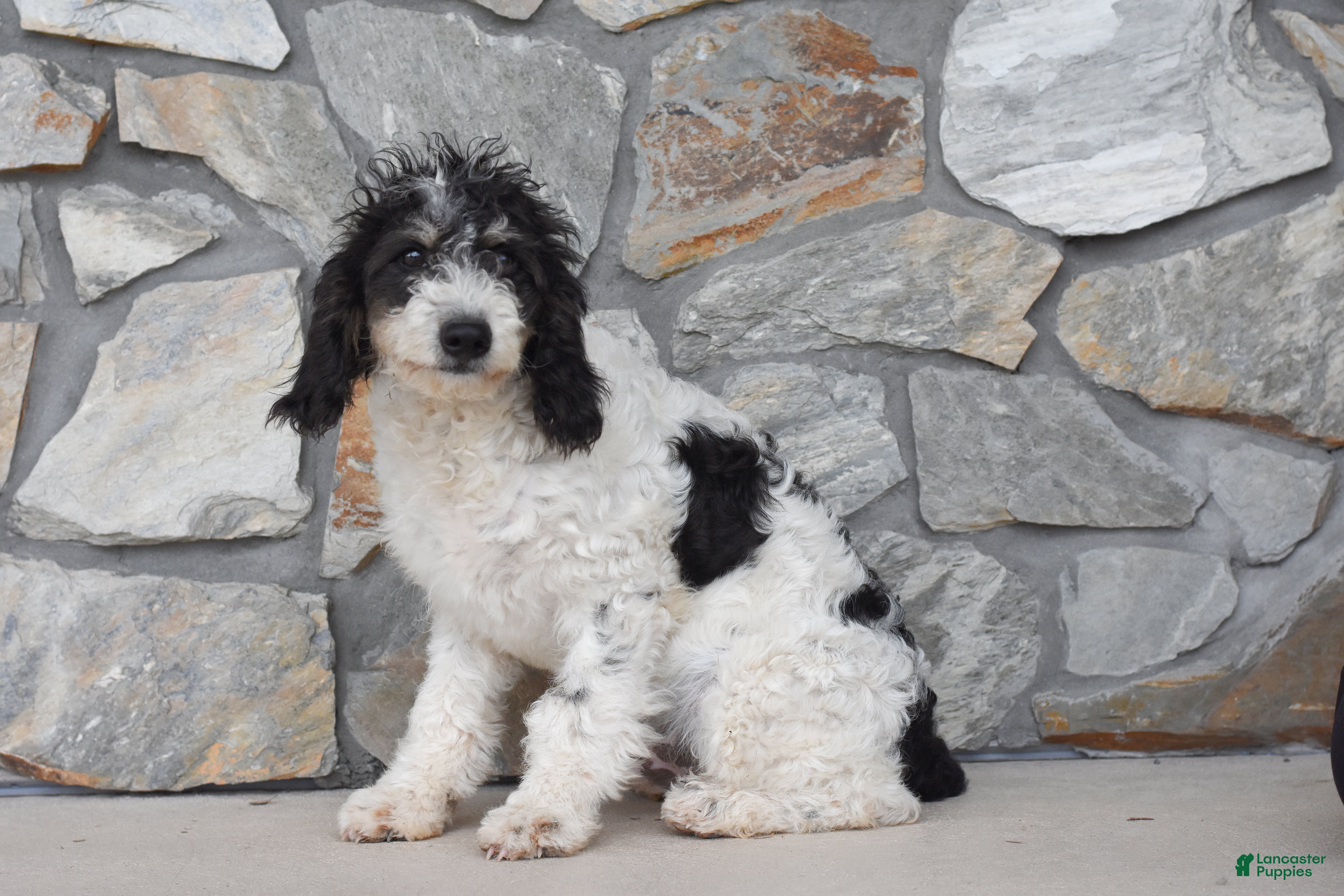 Aaron (Doodle / designer cross, Male) in Bellefonte, PA