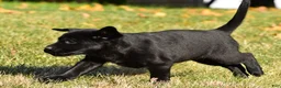 Labrador Retriever dogs for sale: Lacey - Ad 13