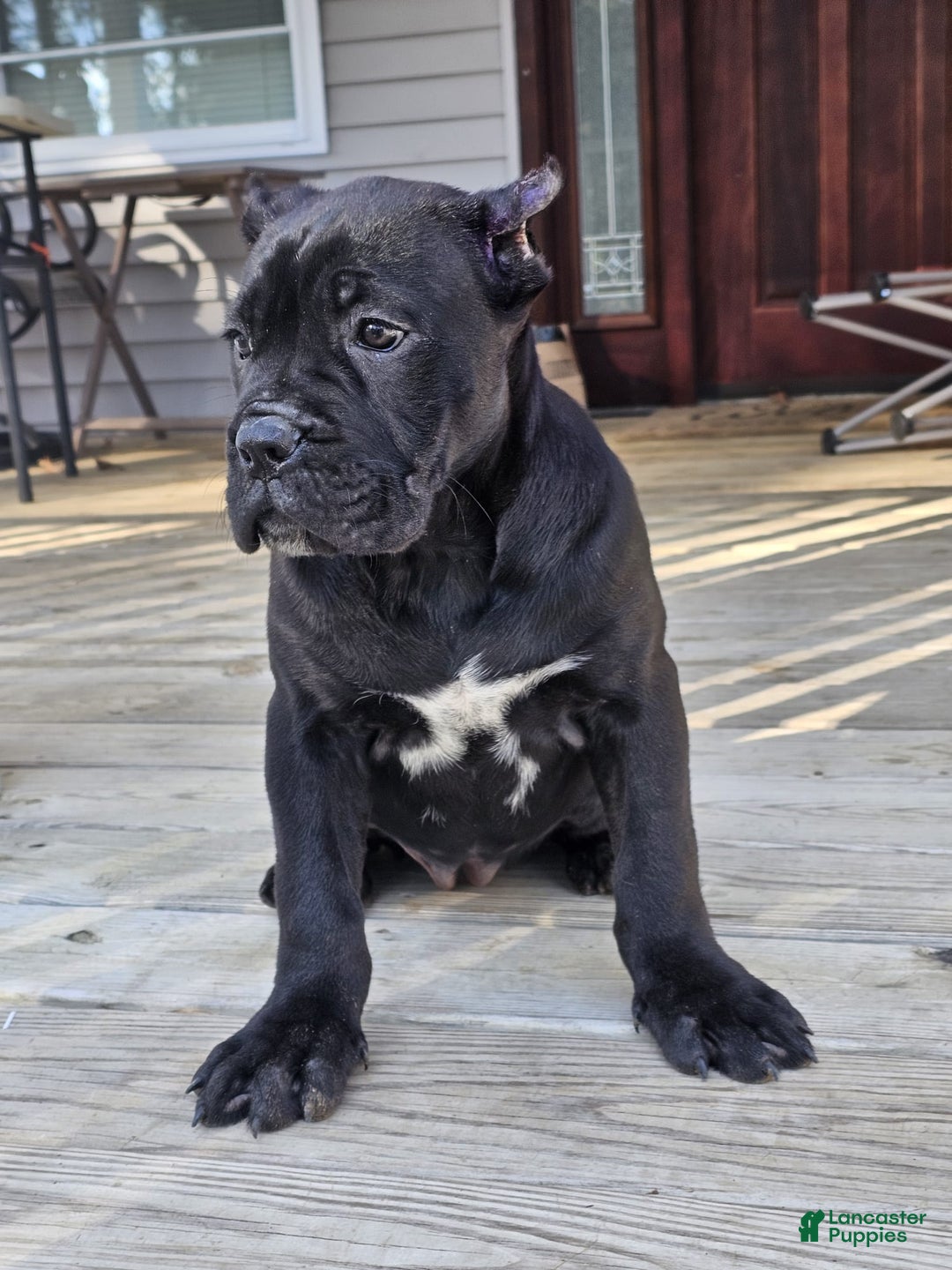 Cane Corso dogs for sale: QUEENIE - Ad 13