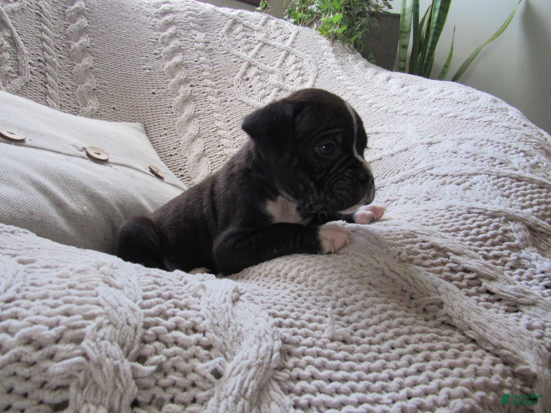 Boxer dogs for sale: Parker - Ad 2