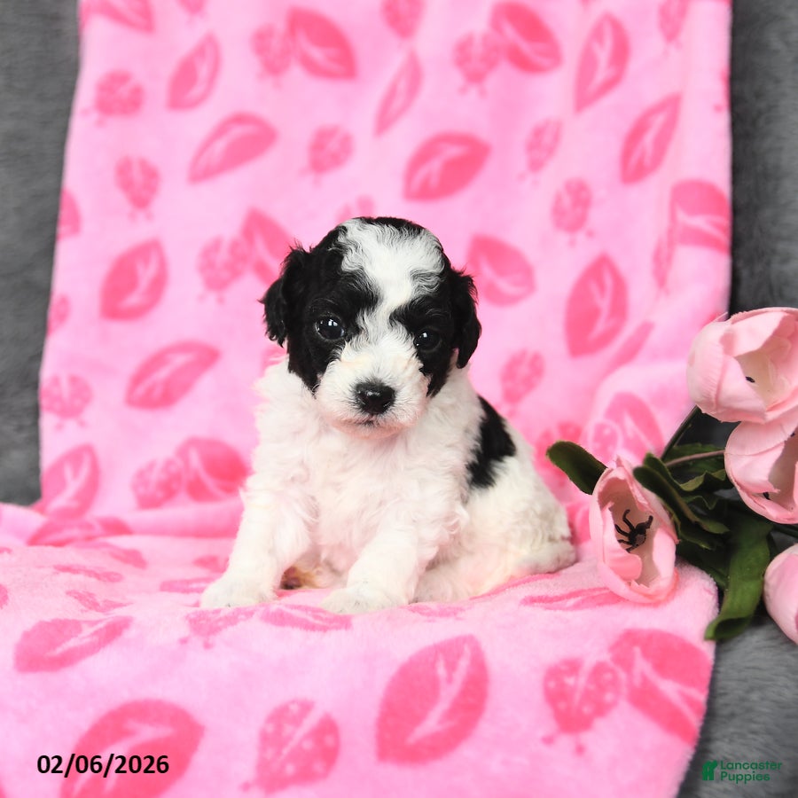 Bichpoo dogs Duncan - Ad 2