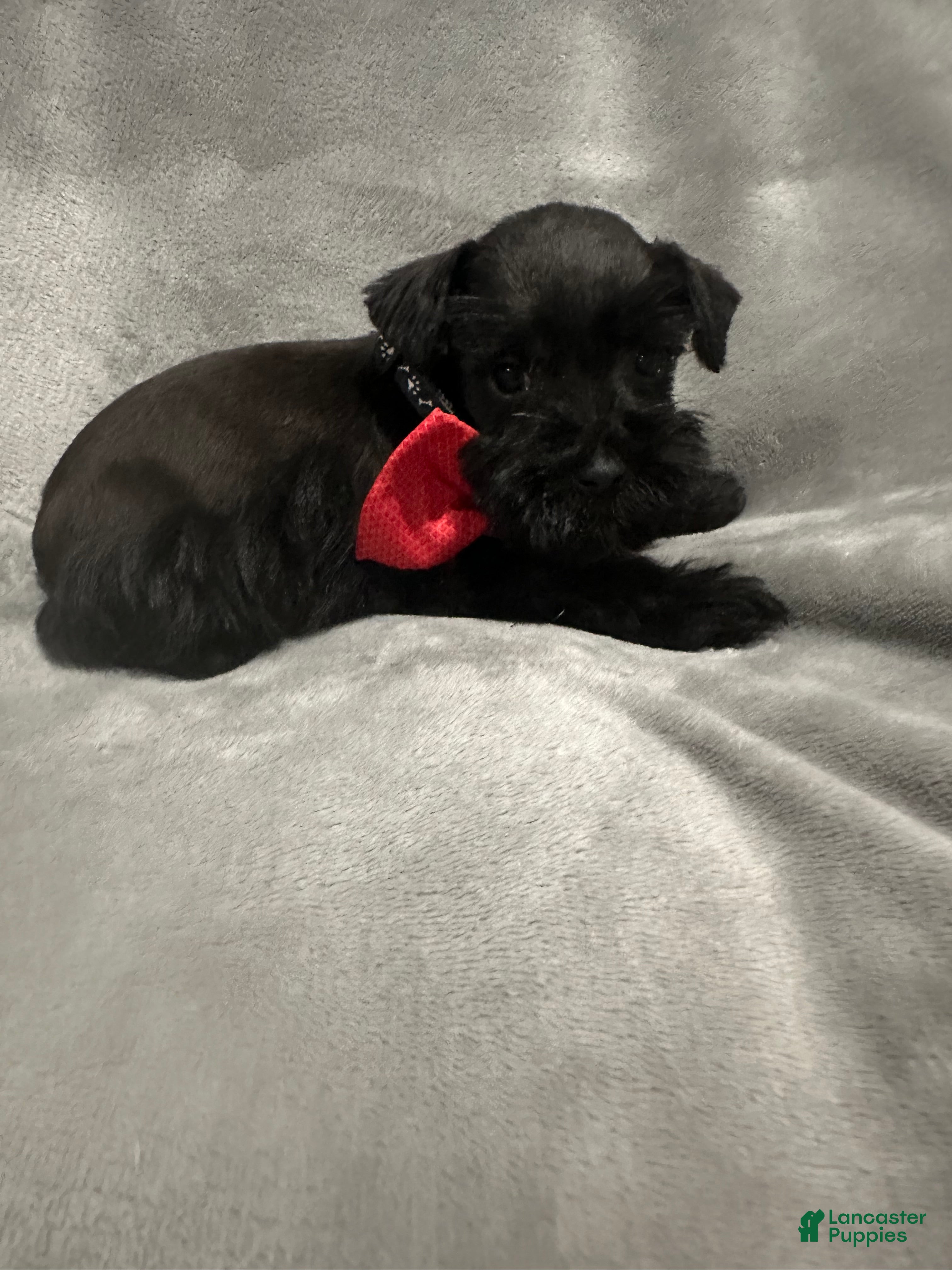 Miniature Schnauzer dogs Tiny Tim  - Ad 2
