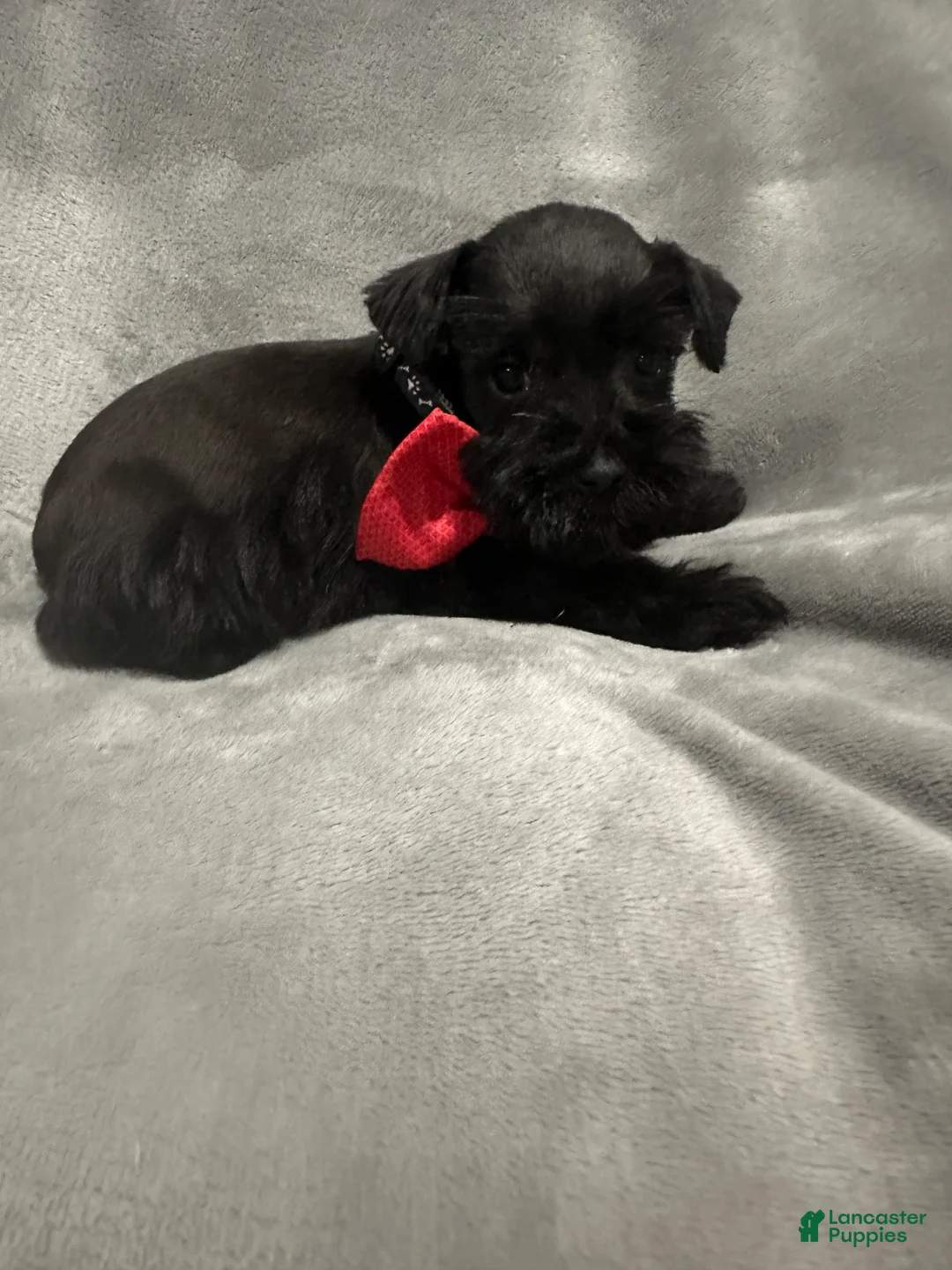 Miniature Schnauzer dogs for sale: Tiny Tim  - Ad 2