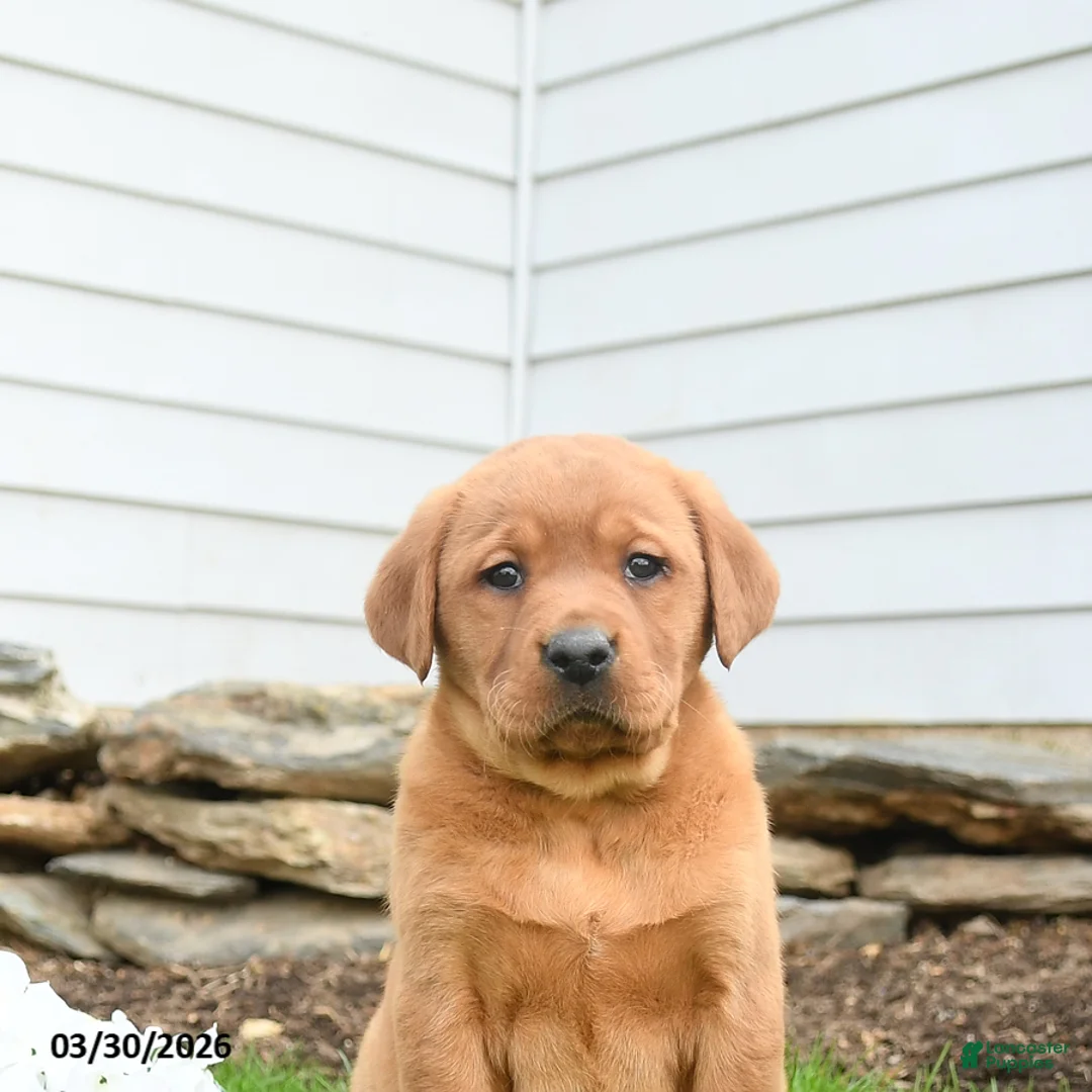 Labrador Retriever dogs for sale: Flossy - Ad 2