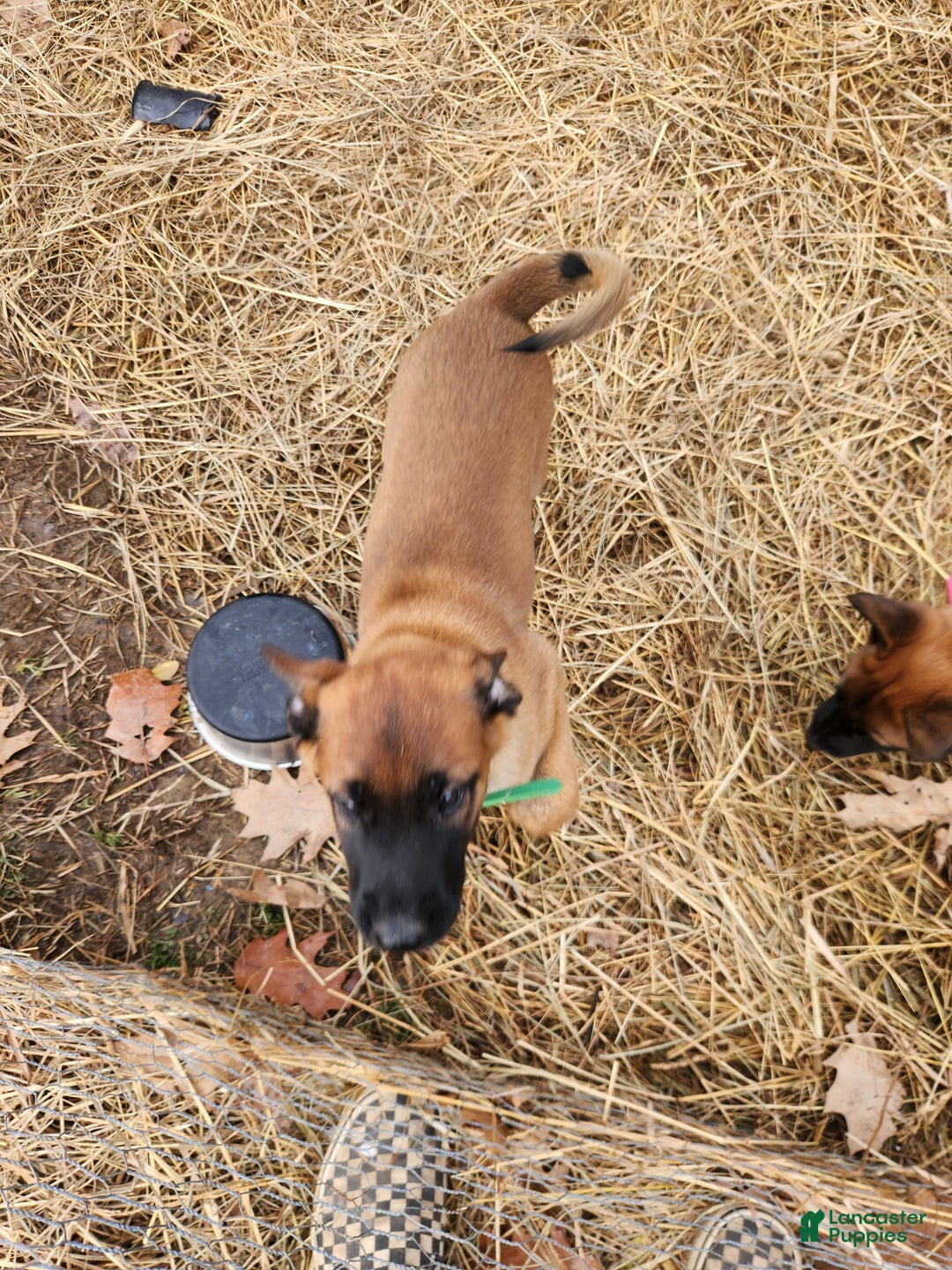 Belgian Malinois dogs for sale: Green Bean - Ad 2