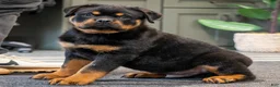 Rottweiler dogs for sale: Eagle - Ad 1