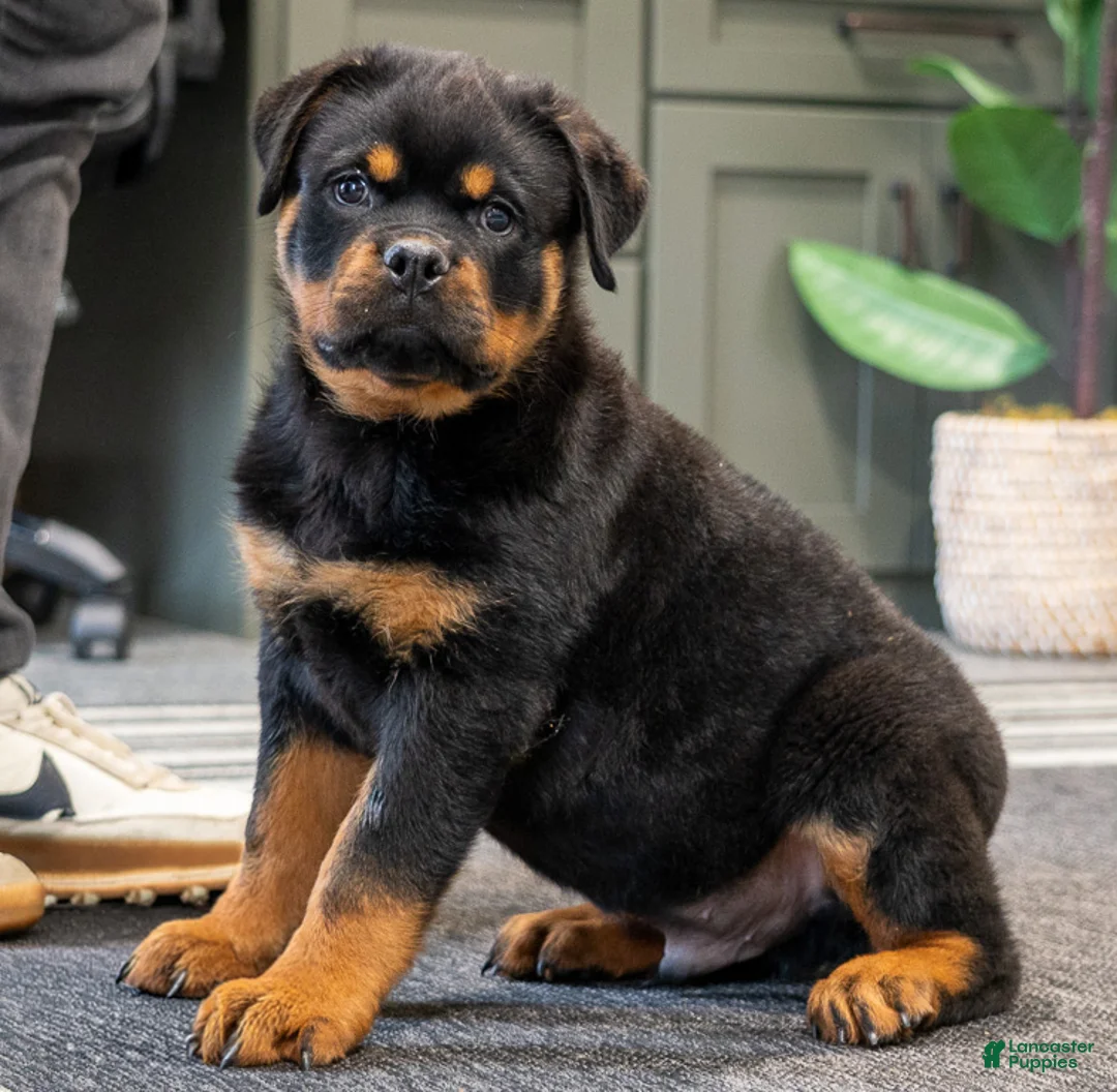 Rottweiler dogs for sale: Eagle - Ad 1