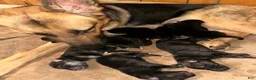 Gerberian Shepsky dogs for sale: Gerberian Shepsky 3 - Ad 7
