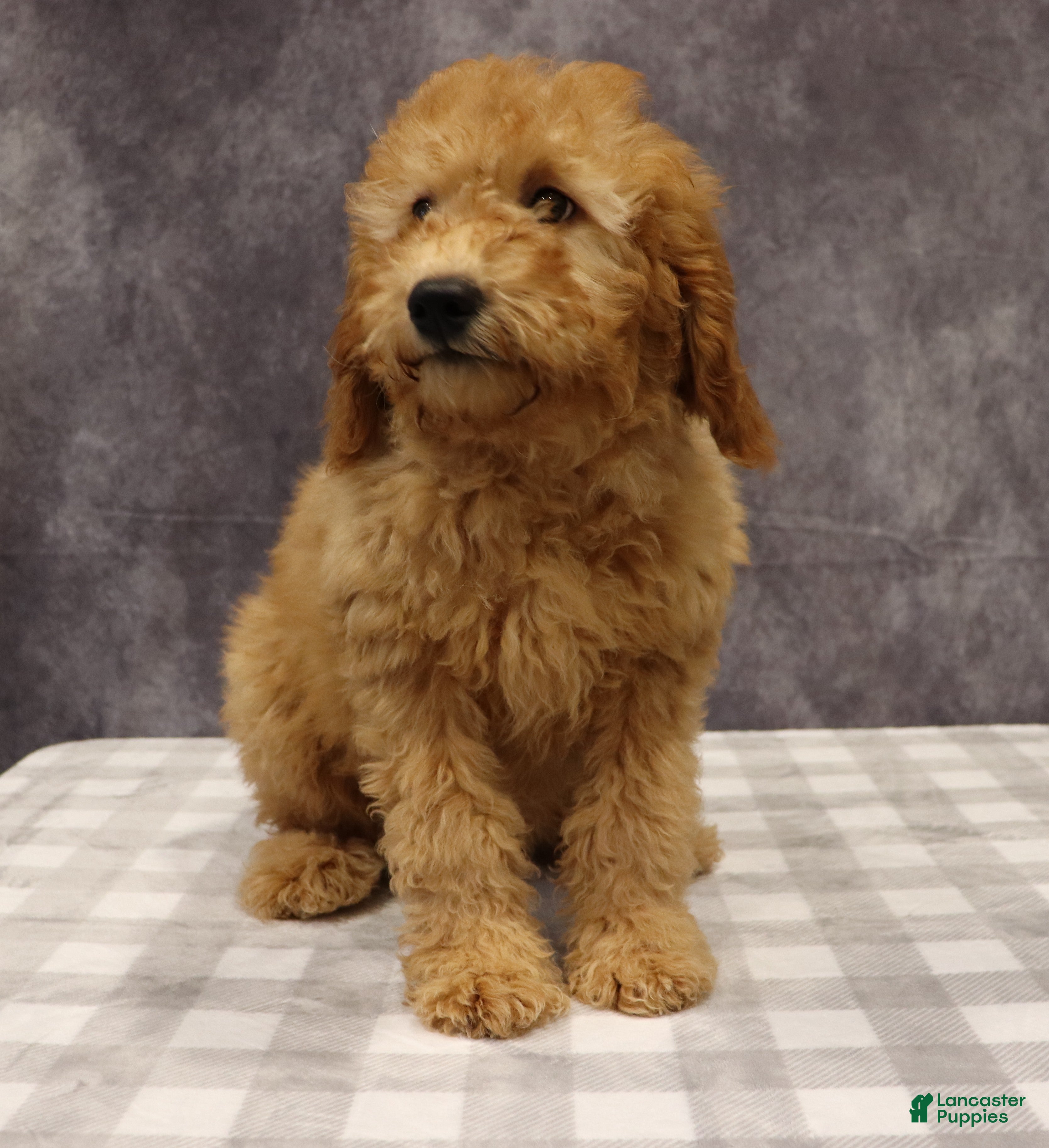Mini Goldendoodle dogs Molly - Ad 2
