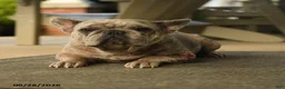 French Bulldog dogs for sale: Bella   - Ad 2