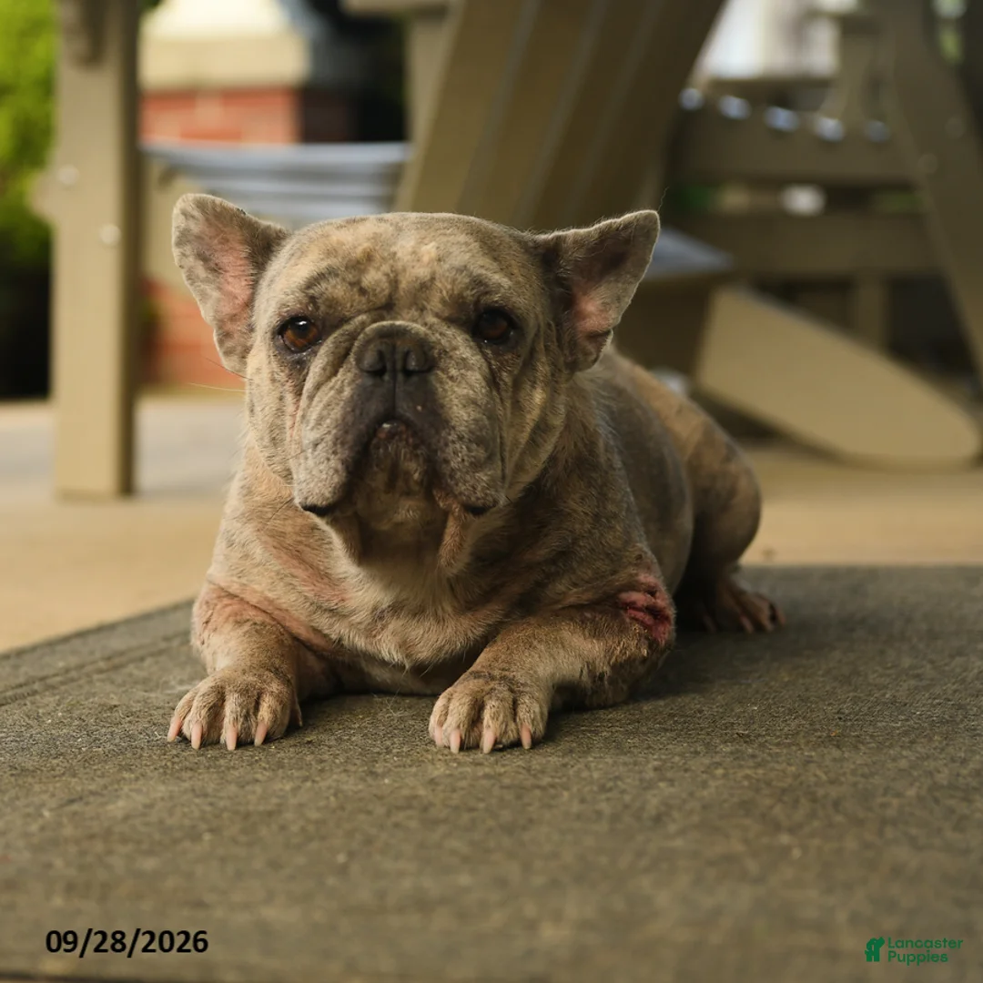French Bulldog dogs for sale: Bella   - Ad 2