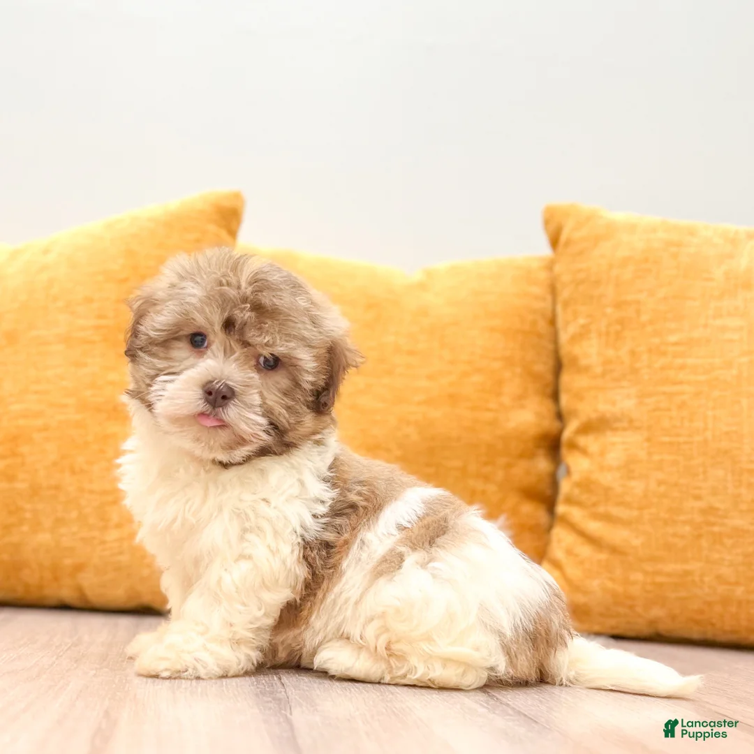 Havanese dogs for sale: Mason - Ad 2