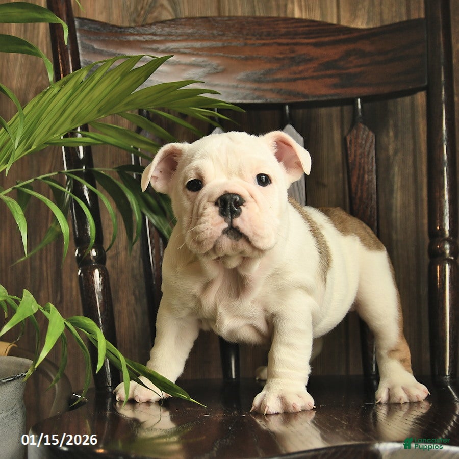 English Bulldog dogs Fern  - Ad 41