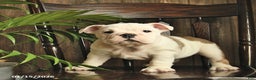 English Bulldog dogs for sale: Fern  - Ad 1