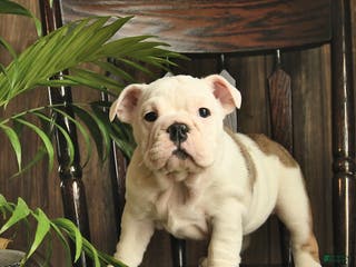English Bulldog dogs Fern - Ad 9